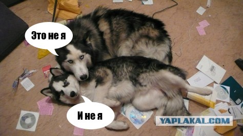 К чему приводит любопытство.