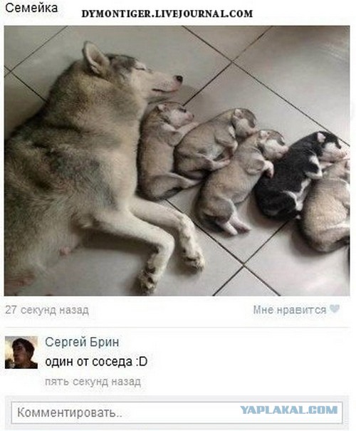 Смешные комментарии из социальных сетей