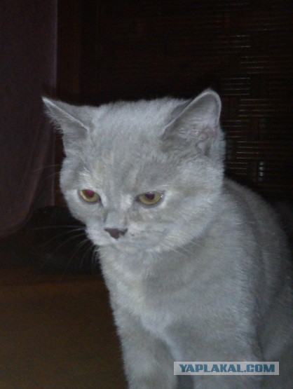 Котовторник 25.02.2014