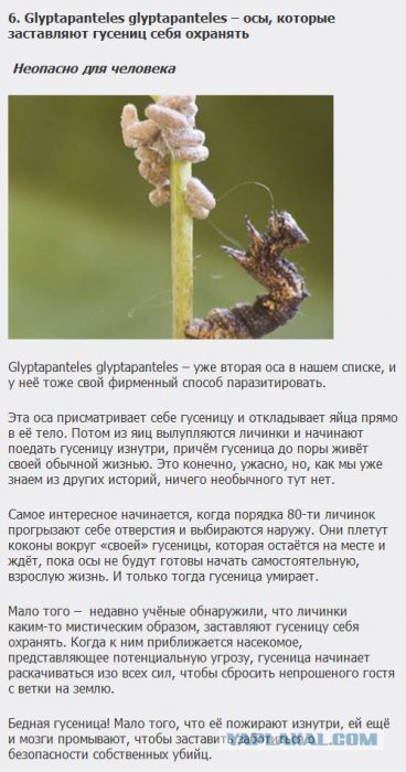 Существа, которых стоит бояться