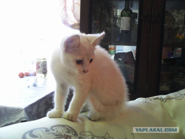 Котовторник 05.08.2014