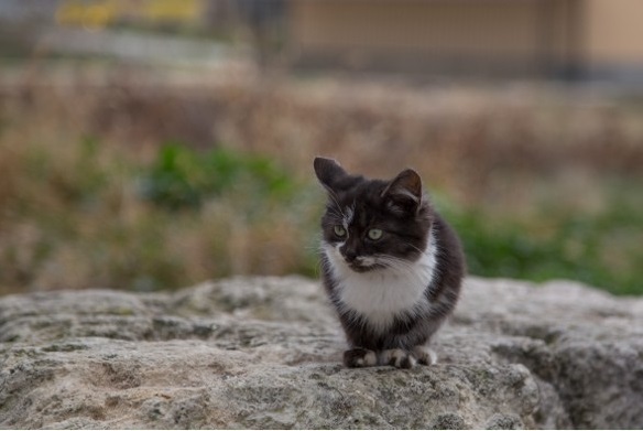 Уличные севастопольские коты