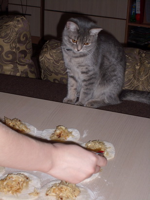 Котовторник