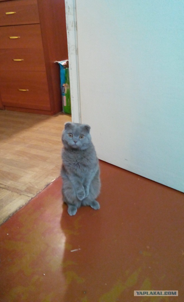 Котовторник 24.03.2015