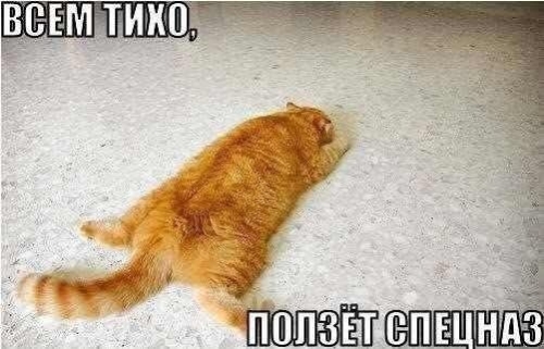 Котовторник