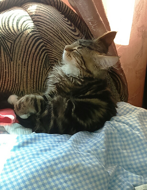 Котовторник 01.12.2015