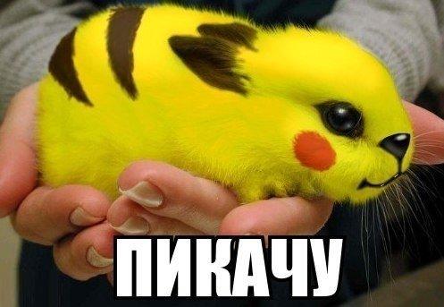 Порция картинок из сети