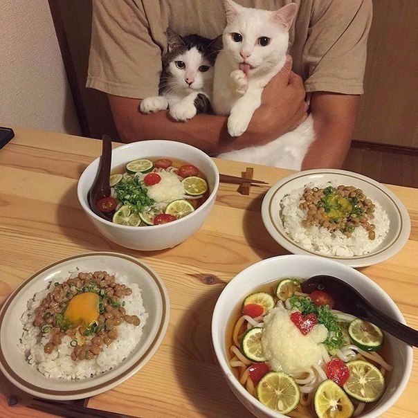 Прикольные животные