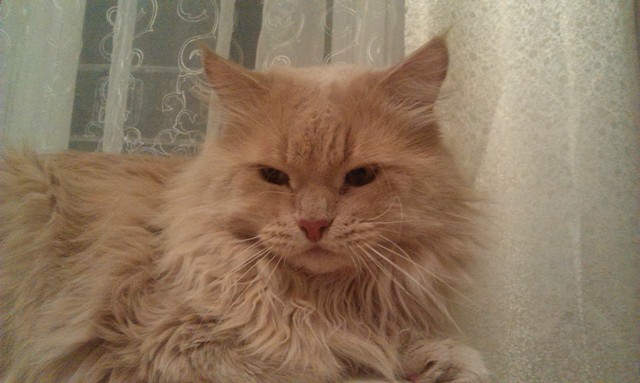 Котовторник  31.01.2017