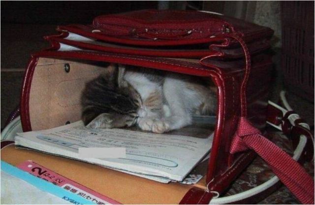 15 домиков для кошек и собак, которые заставят улыбнуться