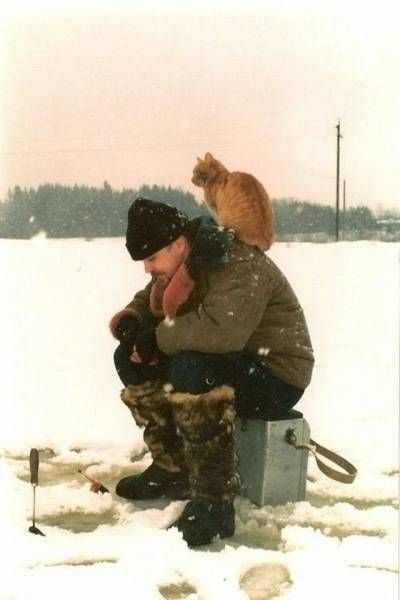 Коты и Кошки