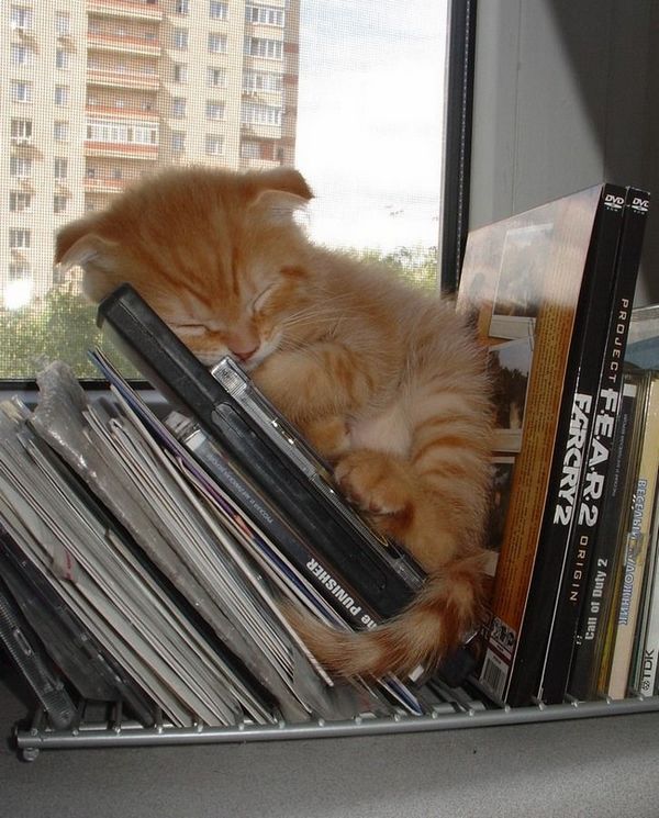 Коты и Кошки