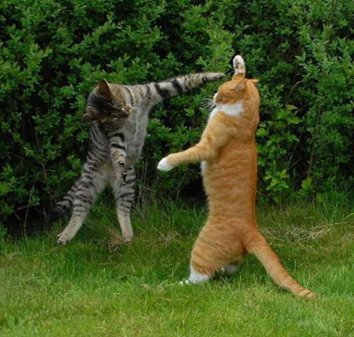 Коты. Отнюдь не ми-ми-ми.