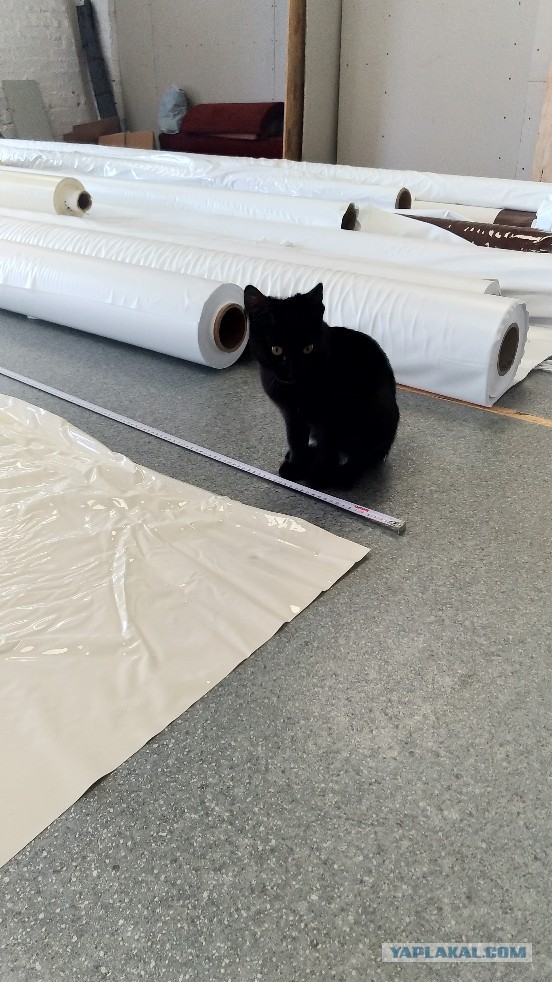 Котовторник  13.02.2018