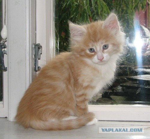 Котовторник на ЯПлакалъ (10.06.08), прикольные коты, добавляем свои!