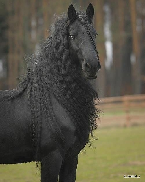 Живность из сети