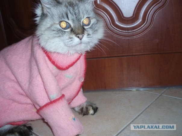 Котовторник 14.09.2010 Голые кошки на Yaplakal