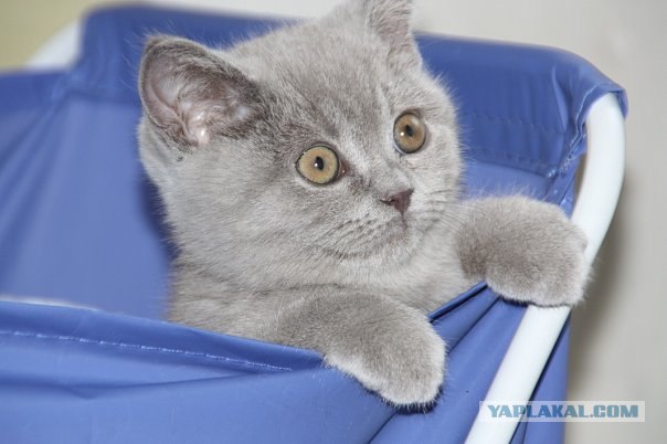It's Catursday Fever! (Котовторник)