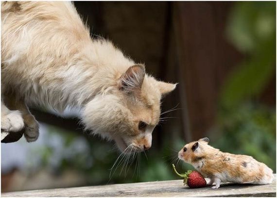 Котовторник 06.09.11