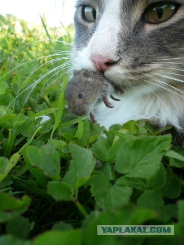 Котовторник! 08.11.11