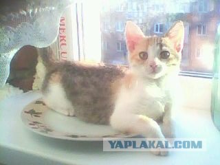 Ну и где ваш котовторник?