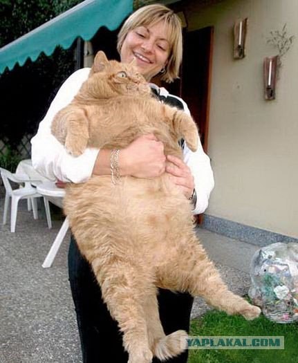 Котообои )))