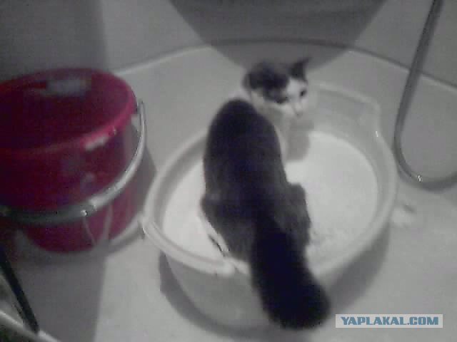 Котовторник! 13.03.2012