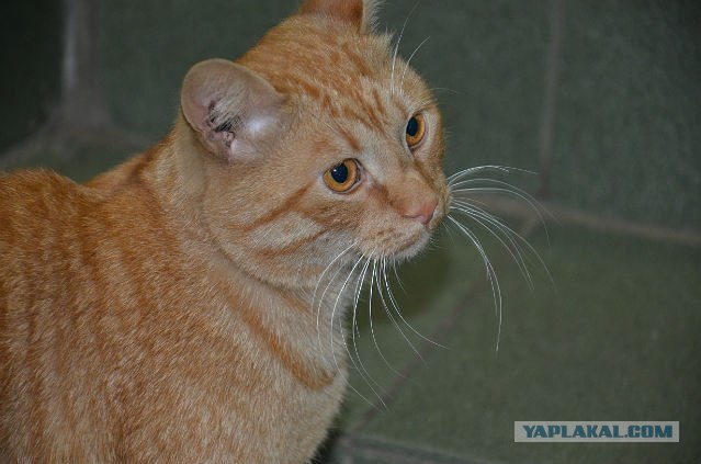 Котовторник 17.04.2012