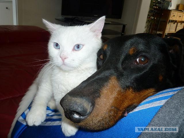 Из России в Германию