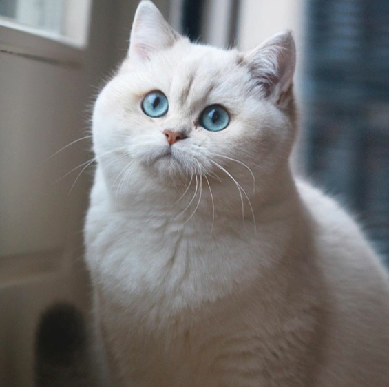 Забавные фото котеек