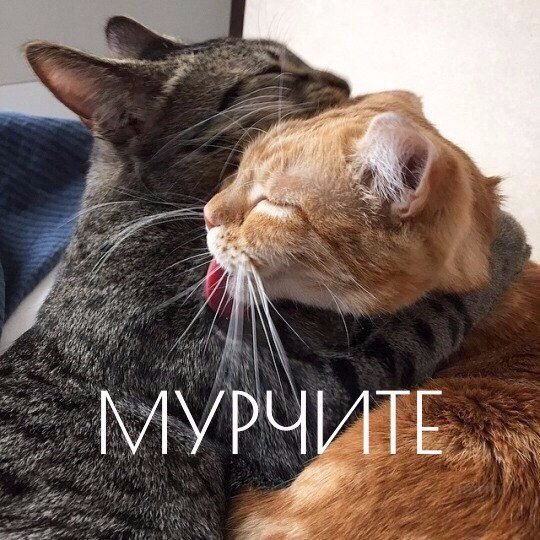Любофь