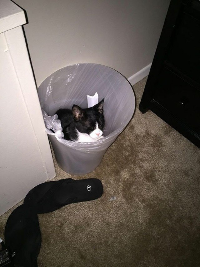 Коты, которые спят где попало и как попало