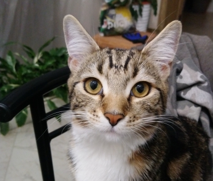Котовторник так котовторник