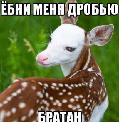 Последний Папа и Лжепророк Апокалипсиса