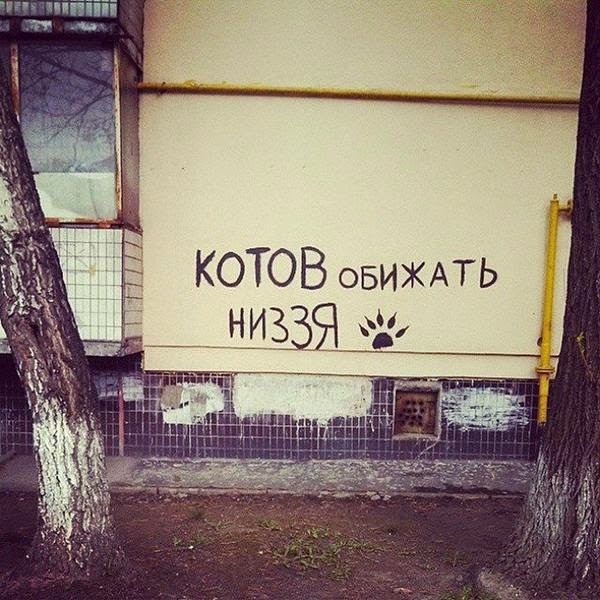 Футболист Курт Зума пнул кота. За это его лишили животных, отстранили от игр и оштрафовали на 250 тысяч фунтов