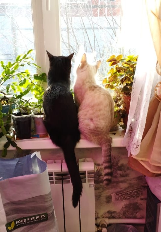 Котовторник. Было - стало