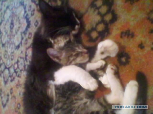 Котовторник 16.04.2013
