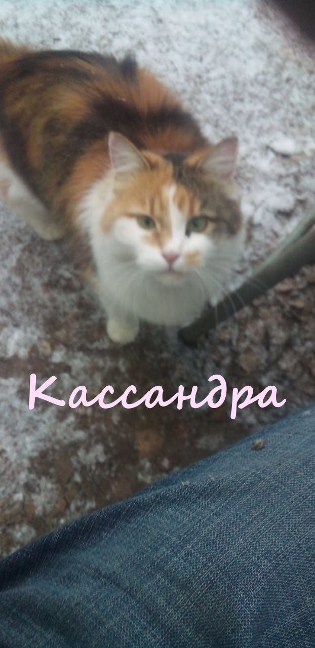 Жизнь домашнего приюта "Котоленд" 415