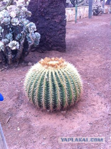 Хочу дачу на канарах!