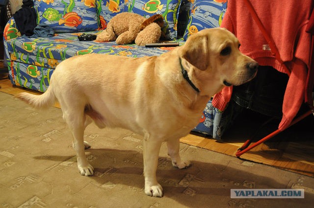 Собакочетверг! 6.06.2013