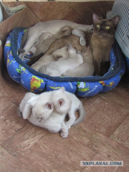 Котовторник 25.06.2013