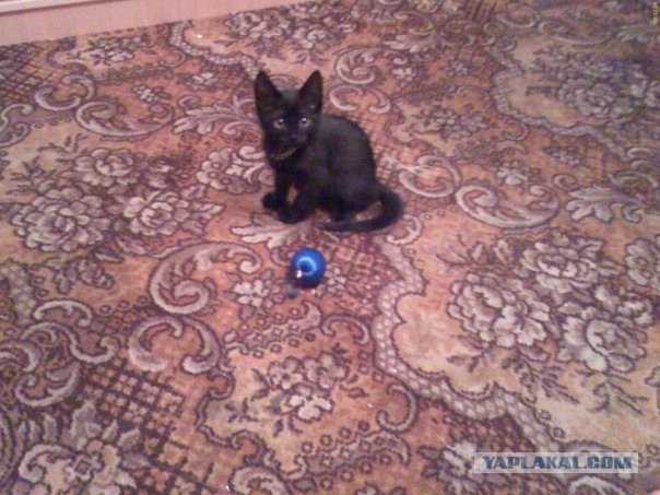 Котовторник 9.07.2013