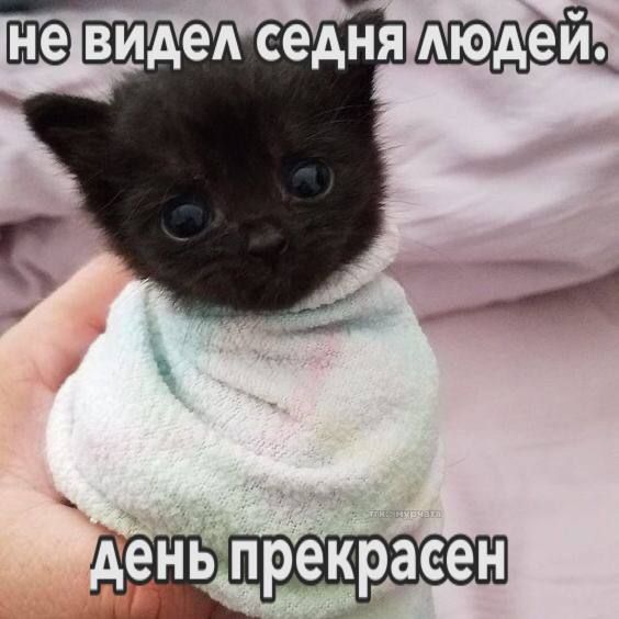 Субботние картинки