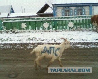 Эту фразу говорит каждый