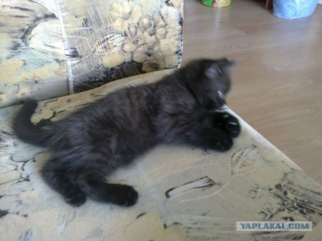 Котовторник 01.07.2014