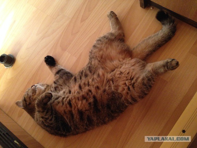 Котовторник на вторник, Котовторник