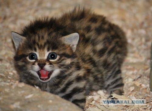 Котята хищных кошек