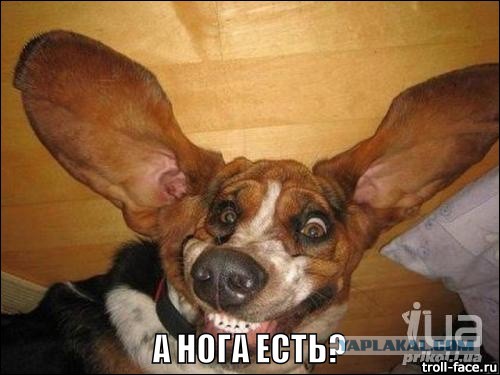 Счастливый собакен