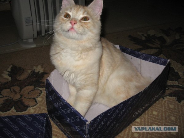 Ловушка для кошек