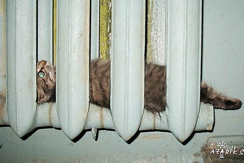 25 кошек, которые спят где угодно